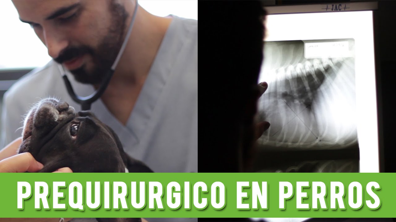 Prequirúrgico En Perros | El Proceso Antes De Operar