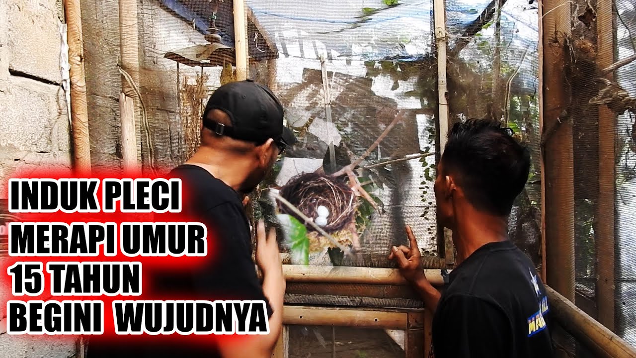 MBAH PLECI MERAPI - 24 TAHUN TERNAK PLECI ASLI GUNUNG MERAPI, INDUKNYA 15 TAHUN MASIH PRODUKSI TERUS