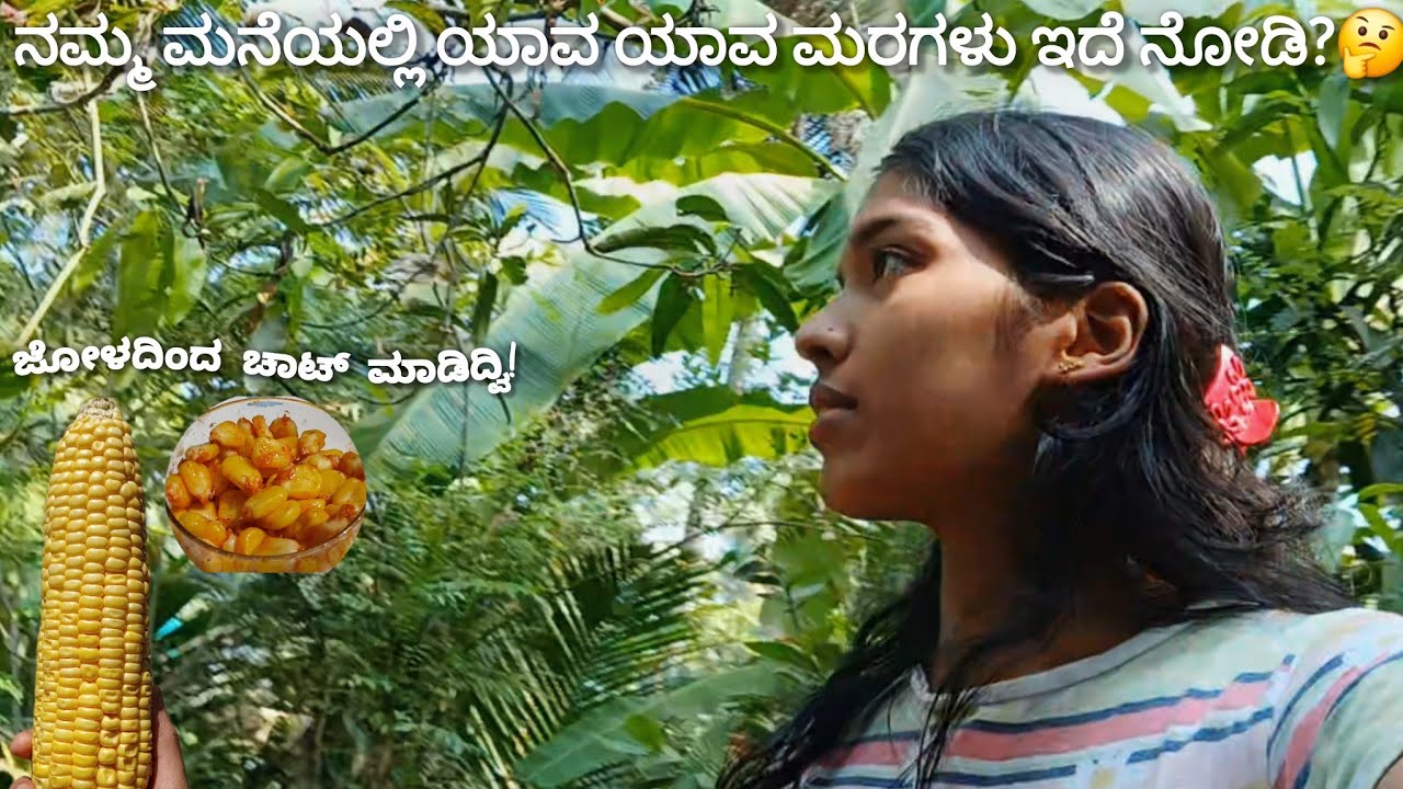 🪴🍃Agriculture vlog in kannada|sweet corn receipe in kannada #vloginkannada