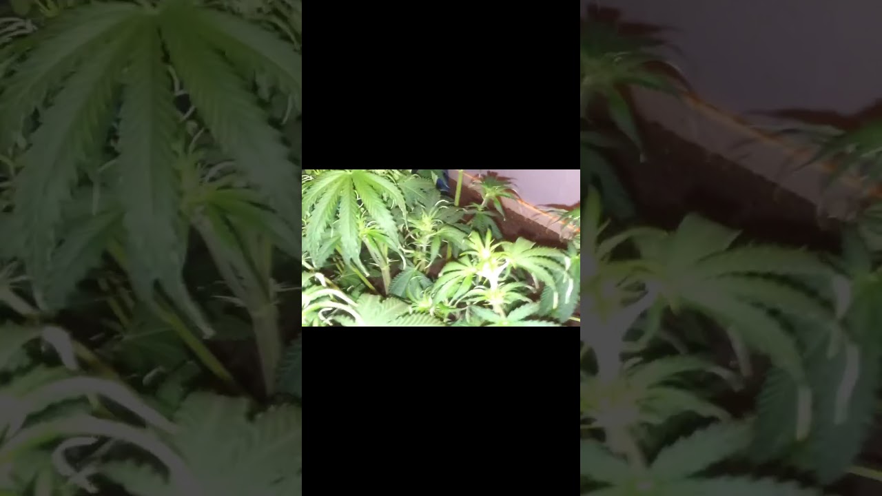 Jock Horror Auto..Massive Plant!! 🙃 Mark