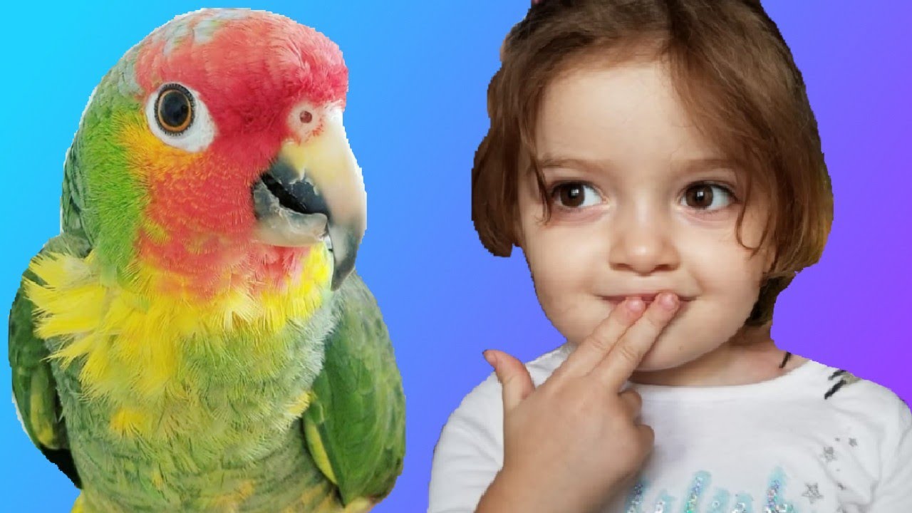 An Update On How My Bird Leo is Doing! |  My Amazon Parrot loves kids!