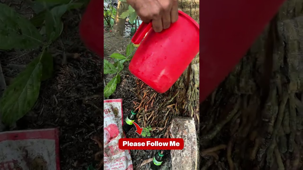 কেনো গোড়ায় সব কিছু,জেনে নিন আপনিও।। #nature #vlog 