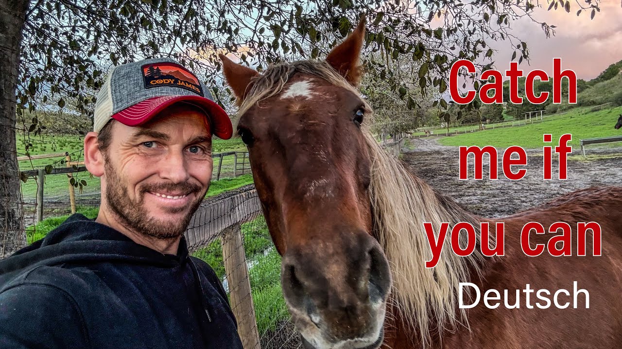 Versuche meinen Mustang von der Weide zu holen. 