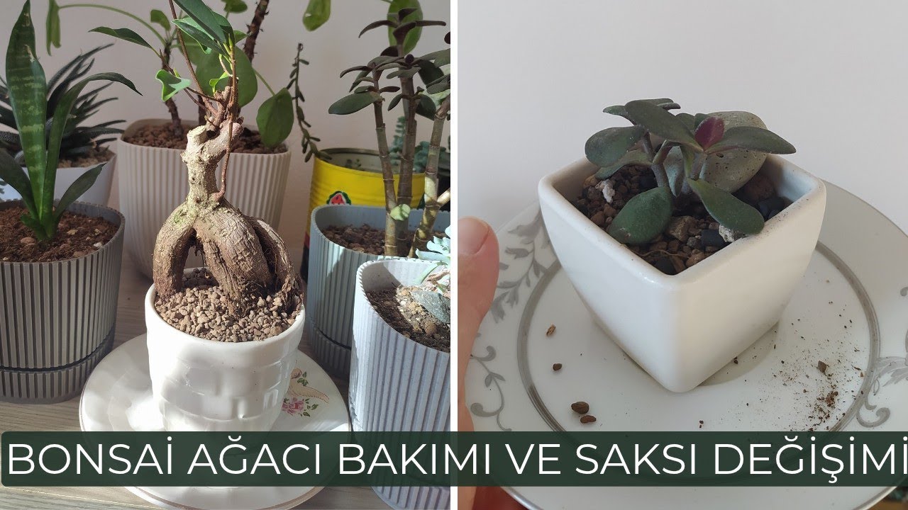 Bonsai Ağacı Bakımı, Saksı ve Toprak Değişimi, Minik Bonsai Ağacı Yapmak