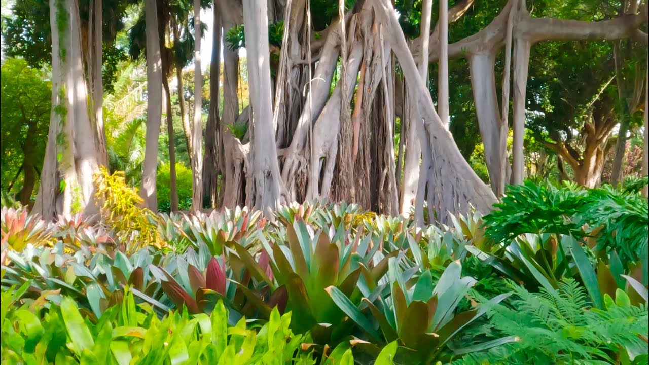 Botanical Garden In Puerto De La Cruz 4K | Tenerife