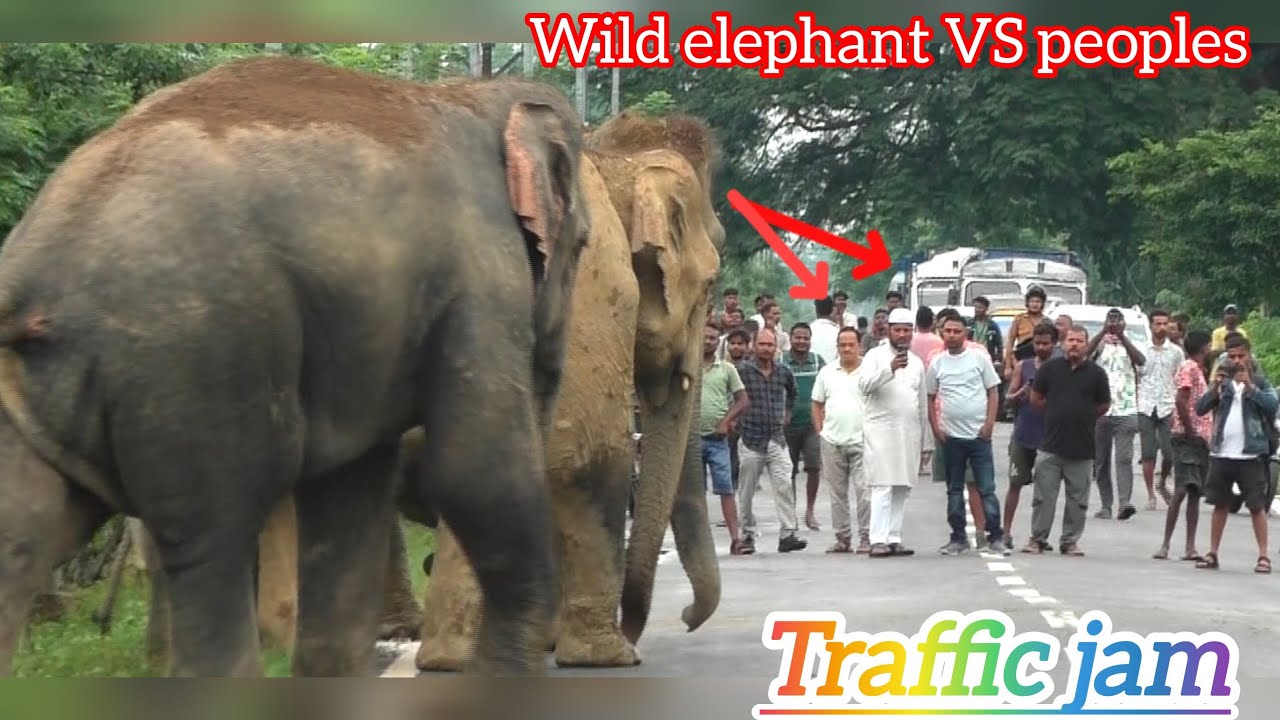 The Wild Elephants Blocked The Numaligarh Refinery Road In The Morning#elephant#animals#wildlife 🐘🐘🐘