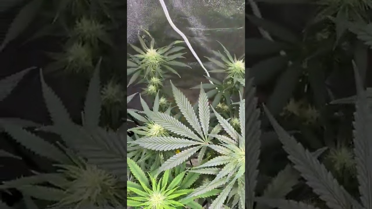 Terp Teas Are Working!!