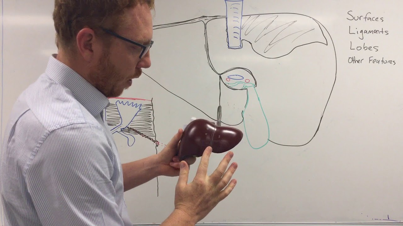 Liver gross anatomy