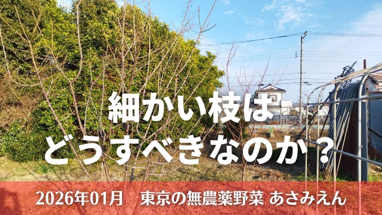 梅の木の選定前の観察 20260115