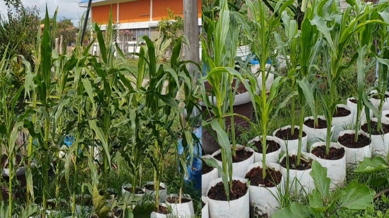 Planting white corn at home in white poly bags