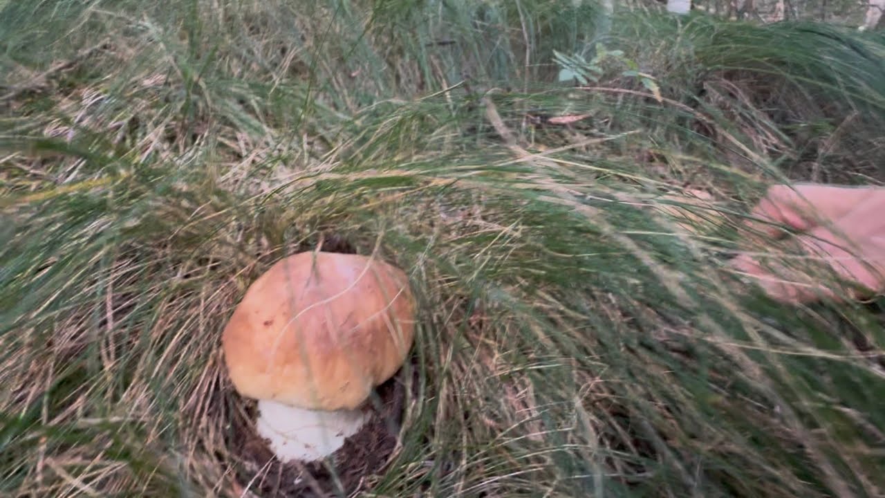 ECCO DOVE SONO-FUNGHI PORCINI 2025