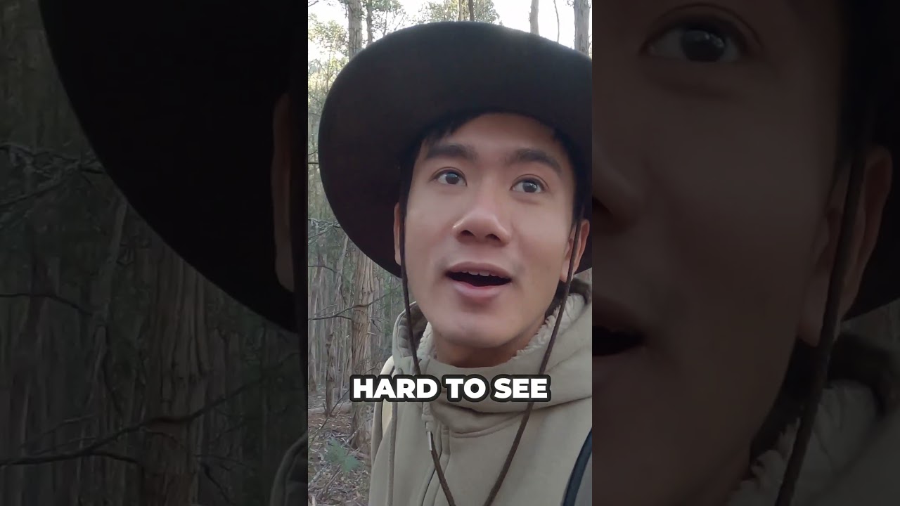Unveiling Nature's Treasures: Orchard Nest Hike Trail Exploration