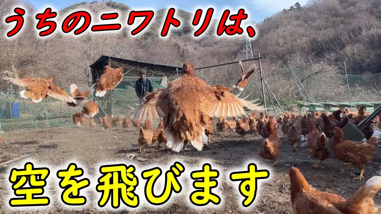 実はニワトリって、まあまあ飛べる生き物なんです【若鳥の放牧】