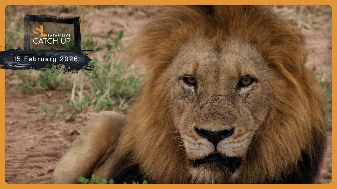 Слоны, львы и волшебный пейзаж — SafariLIVE Catch Up, 15 февраля 2026 г.