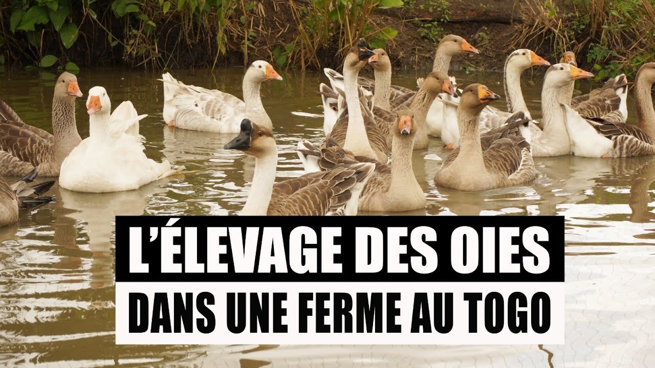 L'ELEVAGE des Oies dans une Ferme au TOGO.