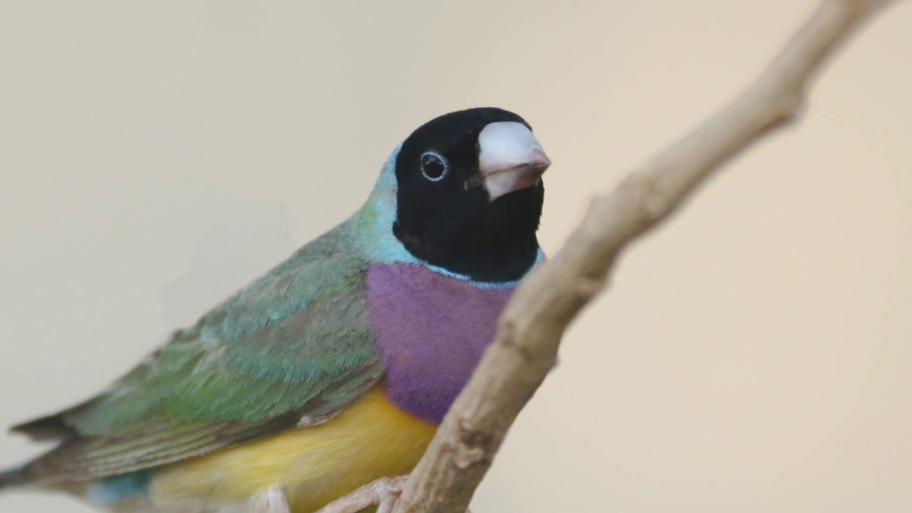 Gouldian Finch