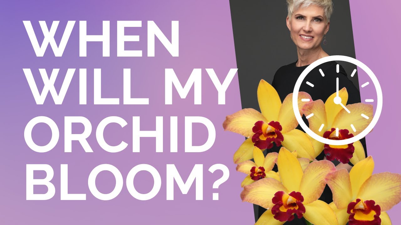 When will my orchid bloom?