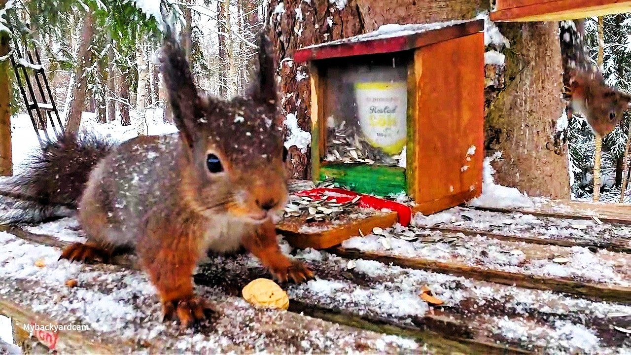 Help squirrels and Roe deer on snow season 🐿️❄️💗🌳🌲