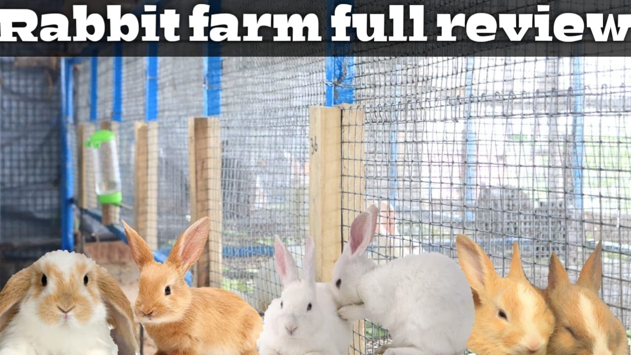 My Rabbit Farm full set up/ எனது முயல் பண்ணை ஆரம்பித்த விதம் மற்றும் முழு அமைப்பு
