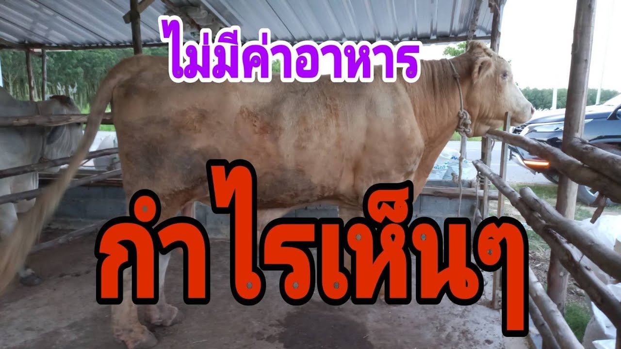 ขุนวัว แบบไม่มีค่าอาหาร กำไรเห็นๆ( ทำได้จริงหรือ)#พูดจาภาษาวัว