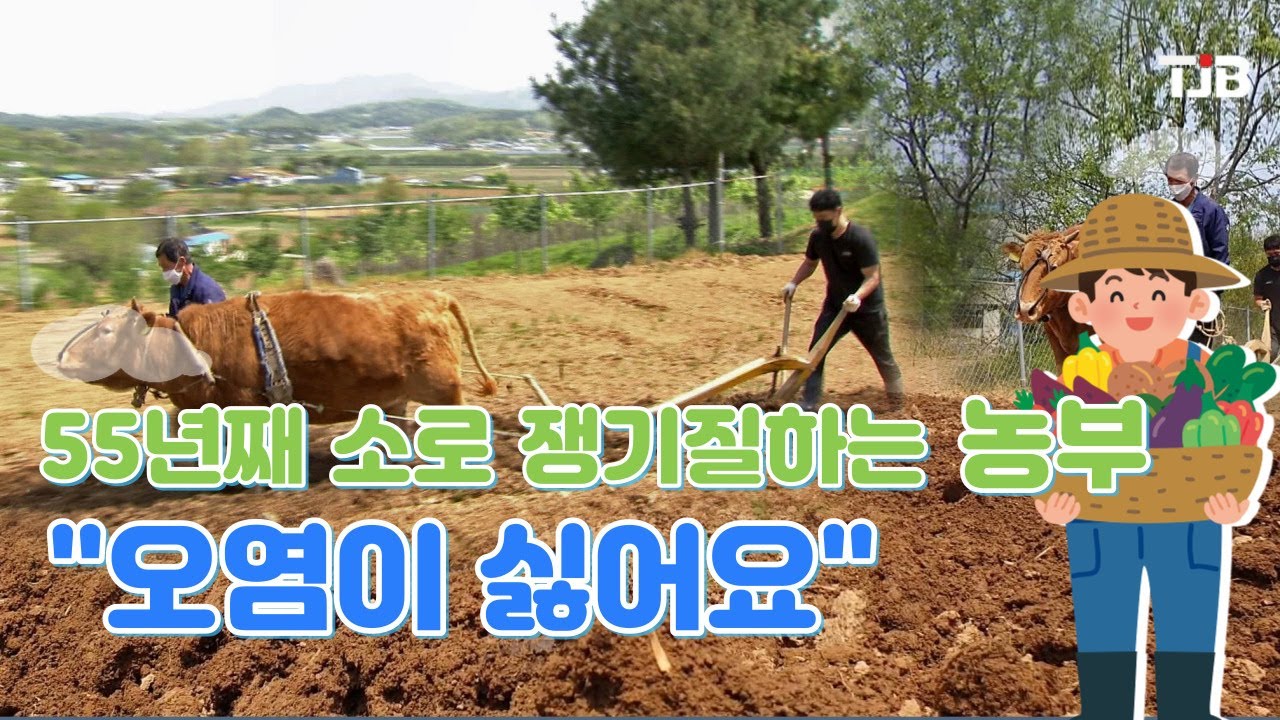 55년째 소로 쟁기질하는 농부..