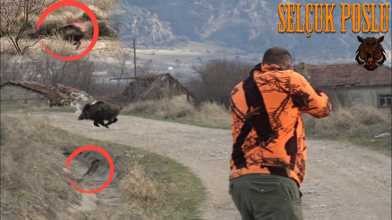 EN İYİ EN G&Uuml;ZEL BOMBA GİBİ DOMUZ AVI ( Wild Boar Hunting İn Turkey )