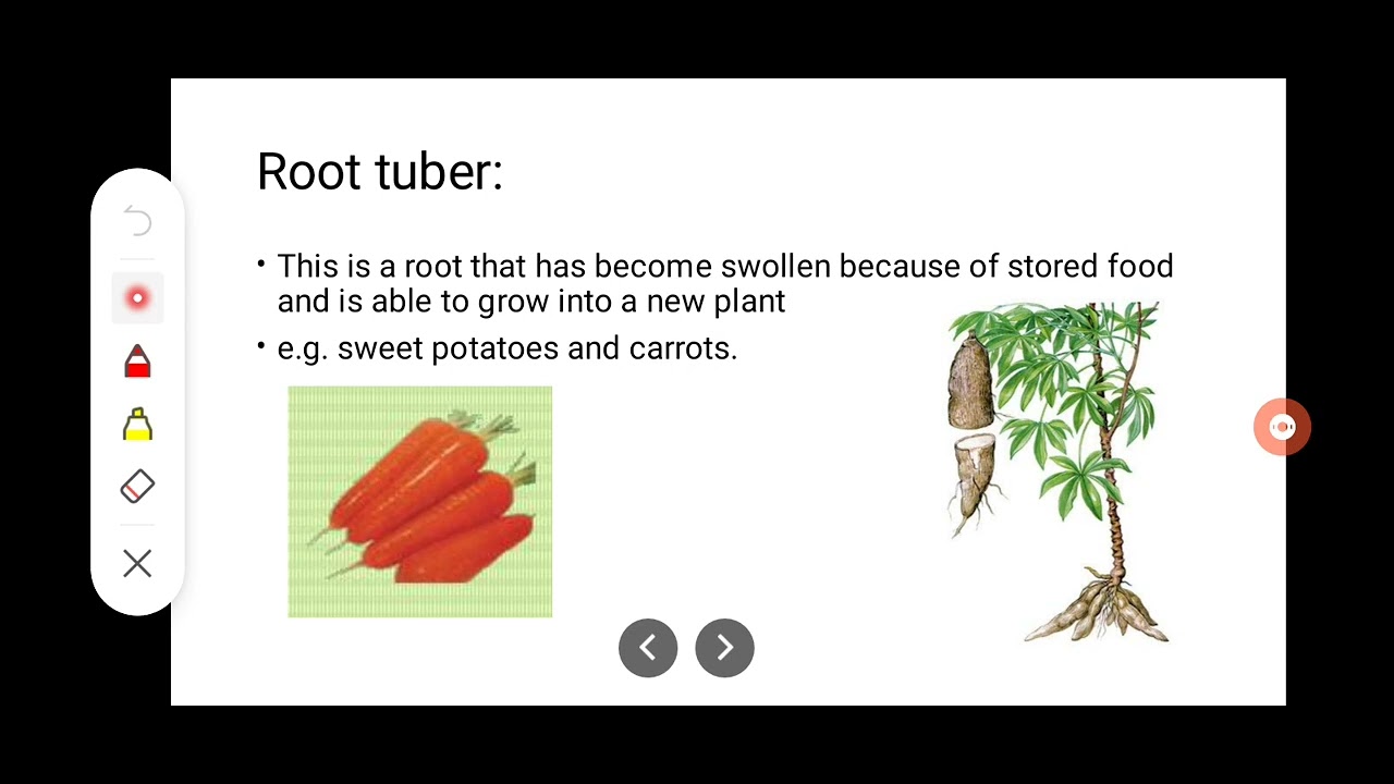 reproduction grade 12 topic based on ecz / zambian curriculum.