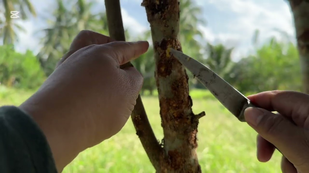 Lazones Pruning And removing Fungus