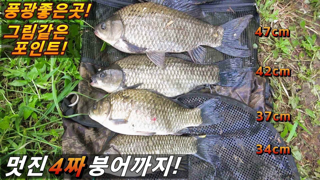 그림같은 포인트의 47cm 4짜 붕어~!