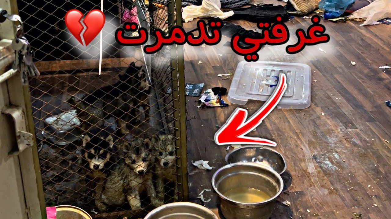 الكلبه طلعت عيالها من القفص وخربوا غرفتي 💔🥲