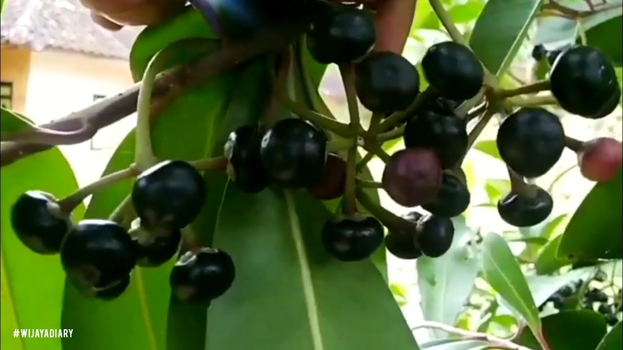 Episode 685 Srilangka Blackberry