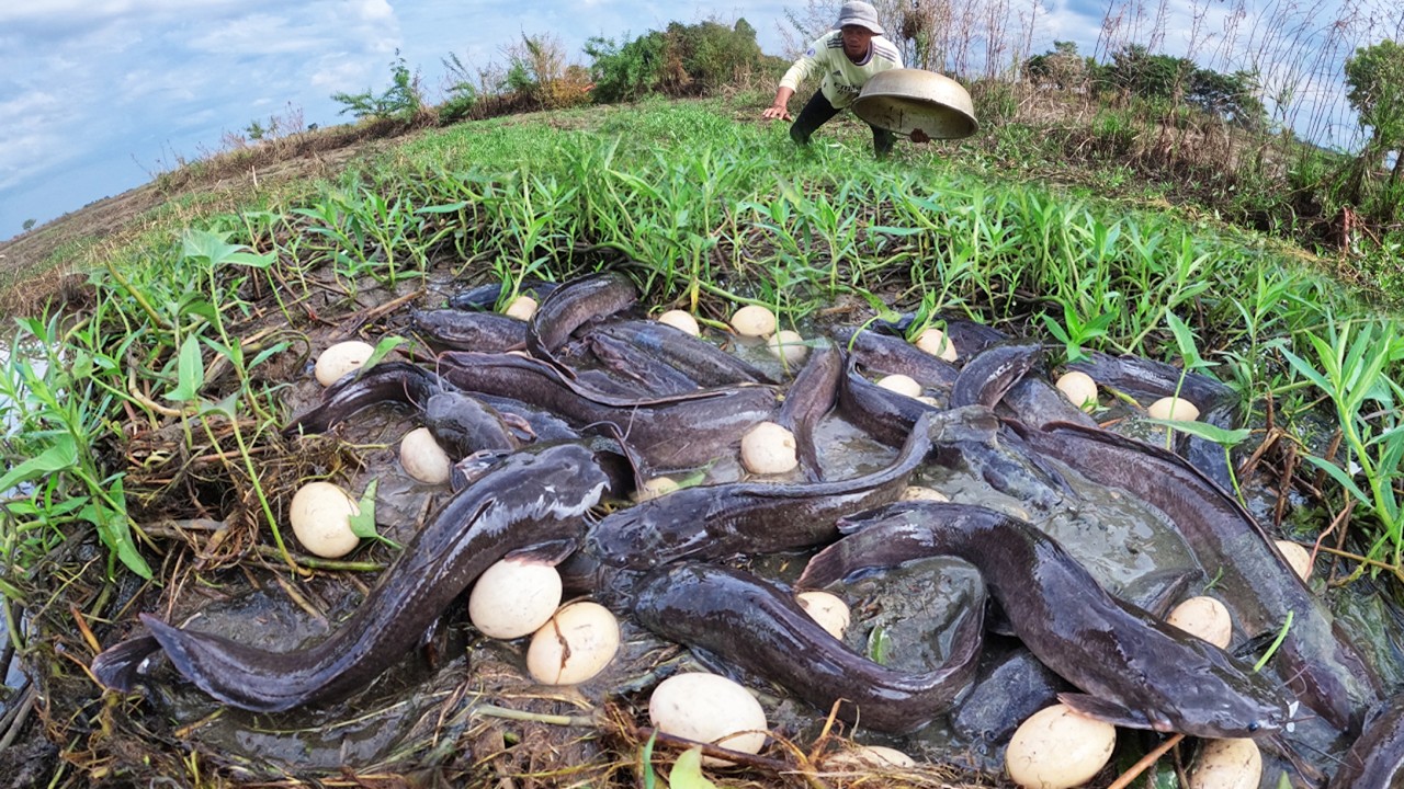 OMG - Amazing a fisherman catch a lot of fish and pick eggs under grass in mud water by skills hand