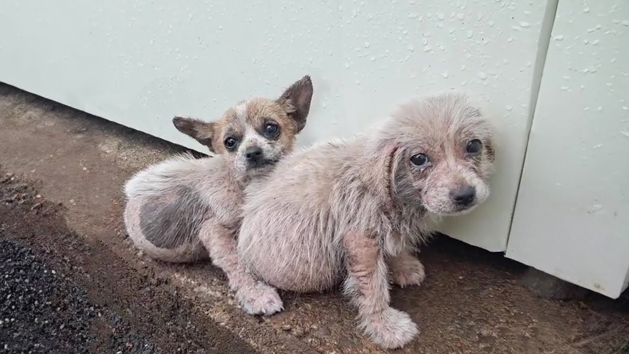They shivered in the rain waiting for their mother,  the boy hugged his sister in fear