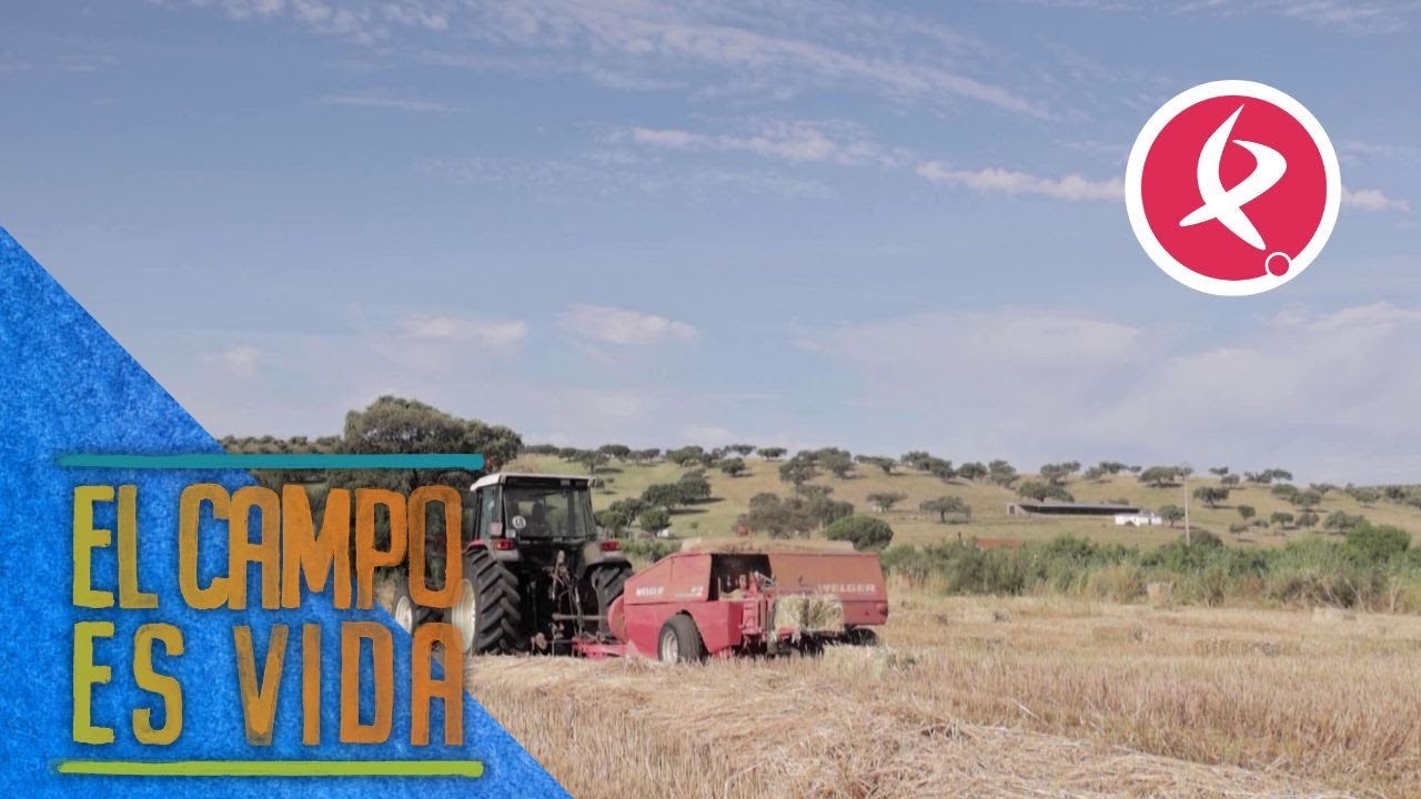 Buen año para hacer alpacas | El campo es vida