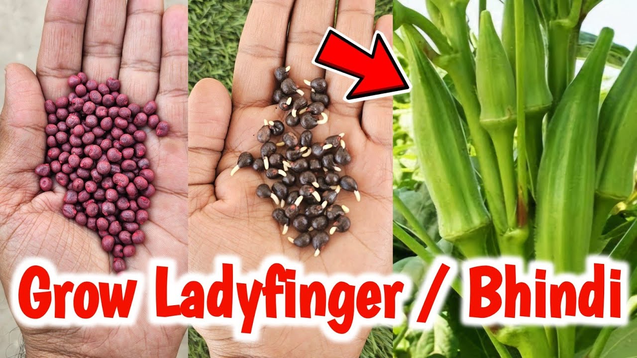 Grow Ladyfinger from seeds in 3 days | How to grow Okara from seeds #ladyfinger
