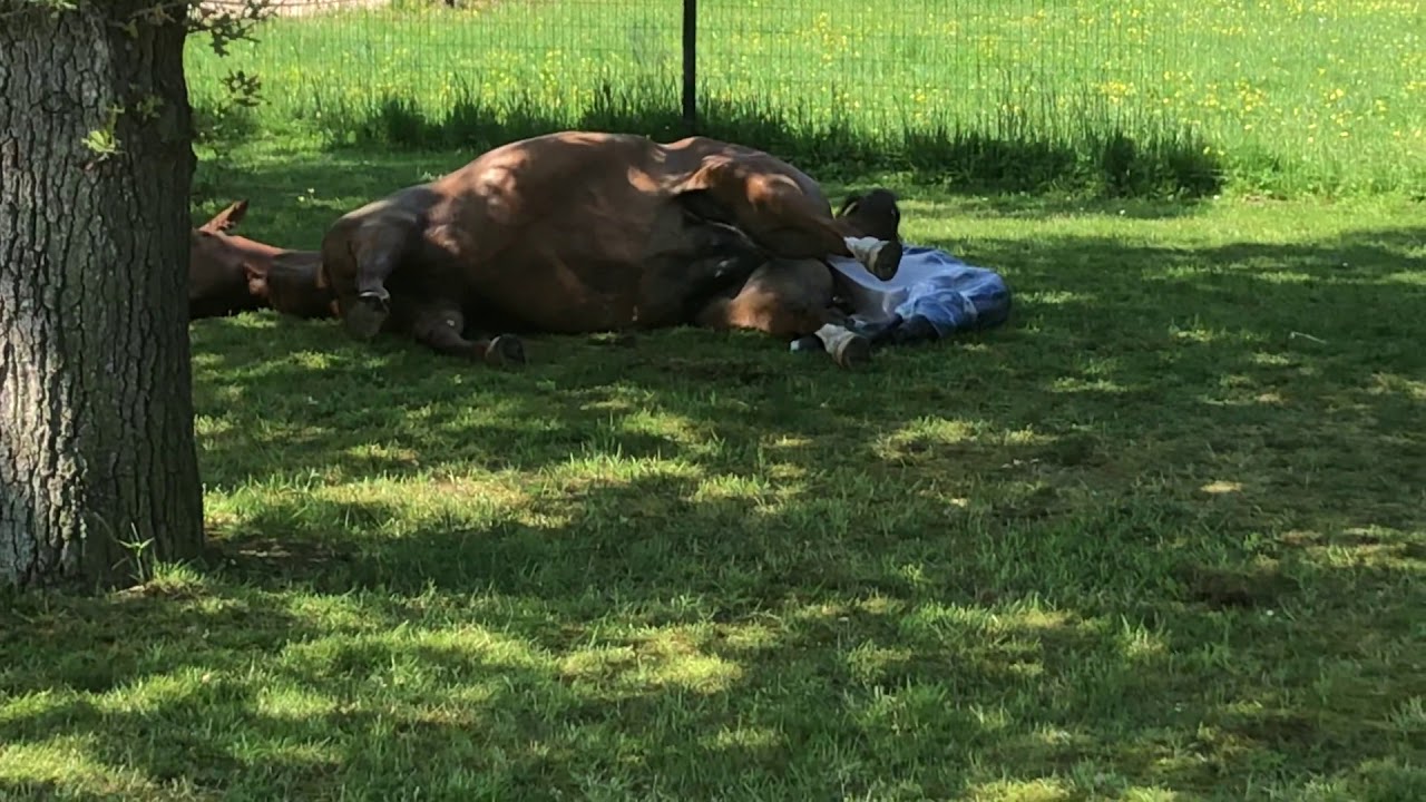 Pony Fohlengeburt Teil 2 Weide Geburt D-Power AT Fohlen
