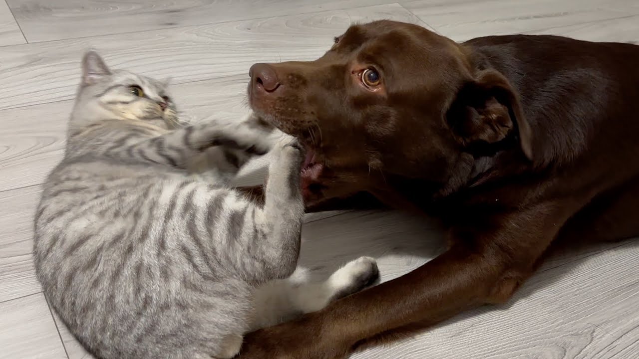 Kitten Gets Bitten by Giant Dog! Funny  Reaction!