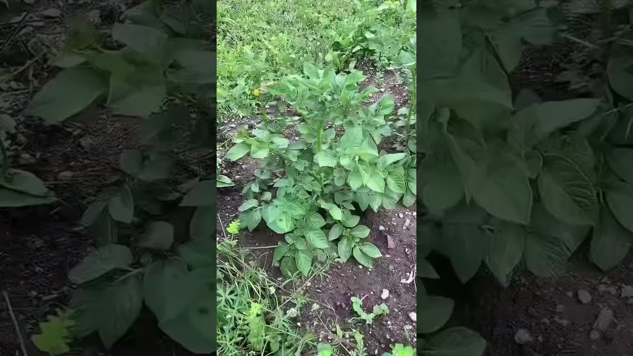 &Eacute;volution d&rsquo;un plant de pomme de terre #evolution #planter #patates #pommedeterre #diy #potager