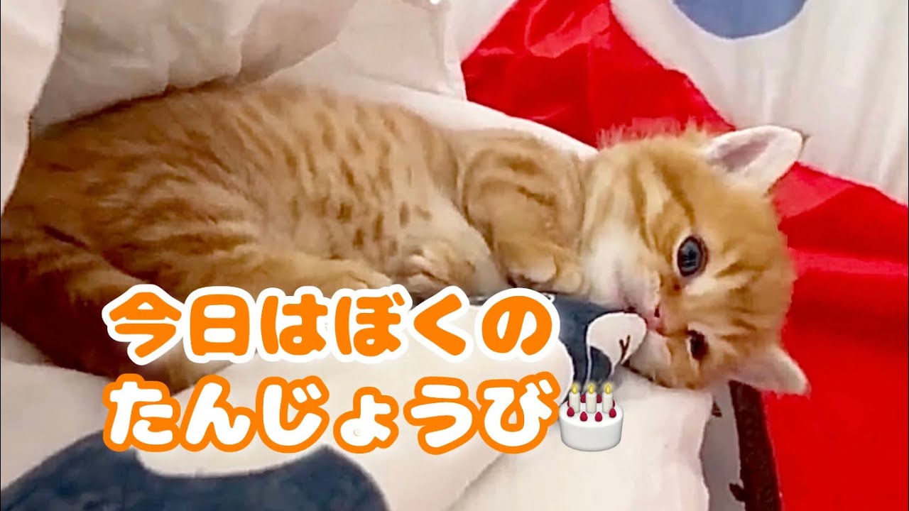 1月14日はぽちゃくん一歳の誕生日🎂 #猫  #マンチカン