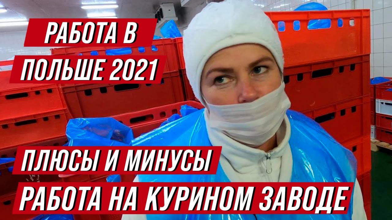 Работа в Польше 2021. Сколько можно заработать на курином заводе? Плюсы и минусы, жилье и зарплаты