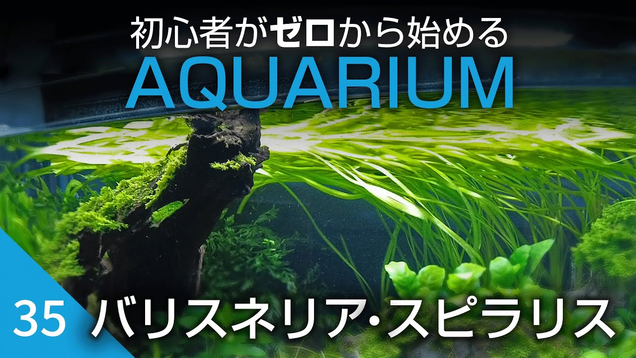 初心者がゼロから始めるアクアリウム【35】バリスネリア・スピラリスの成長記録とメンテナンス