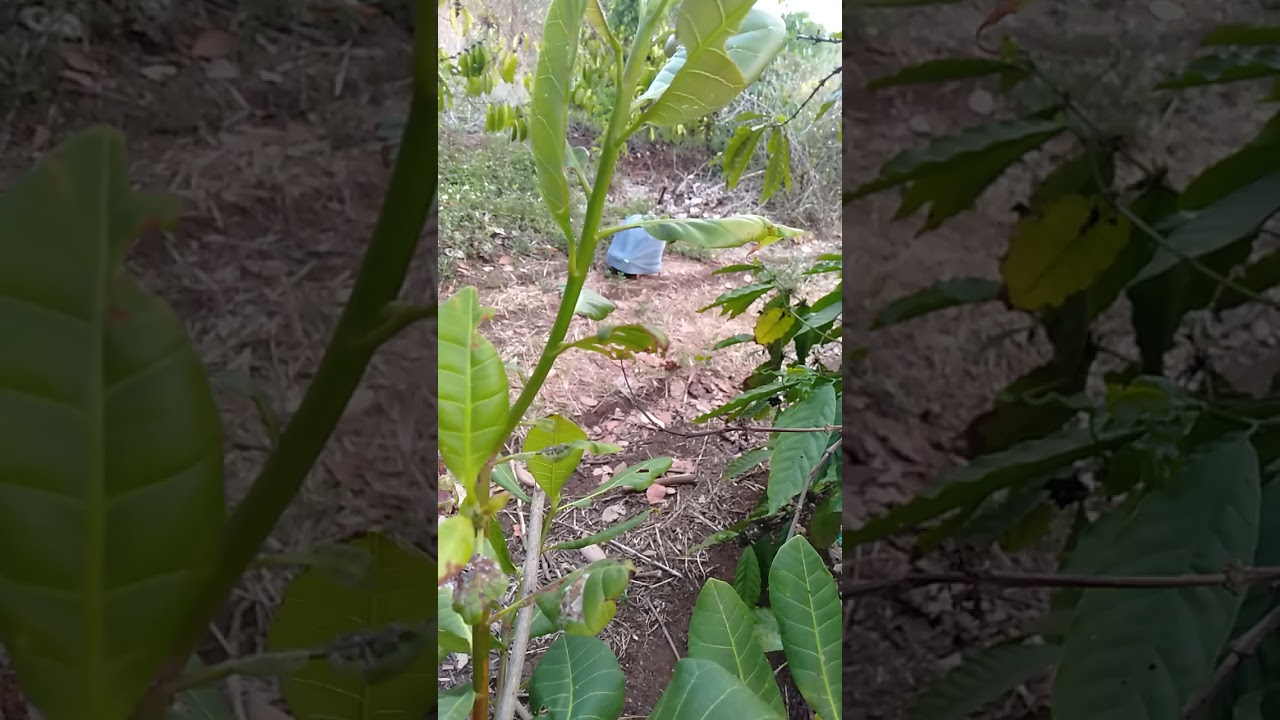 đa đa mồi lỡ 3 mùa mới tóc cò bổi đã về tới lồng