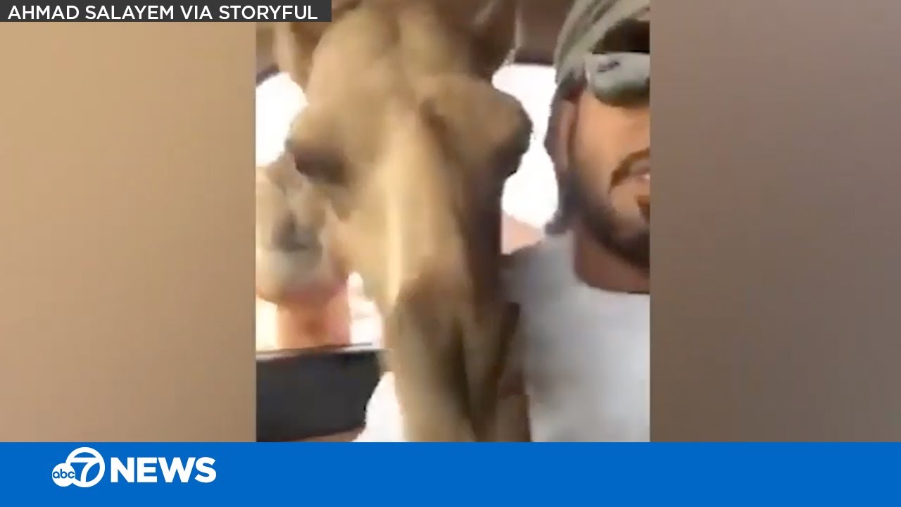 Hungry camel steals bread from unsuspecting driver