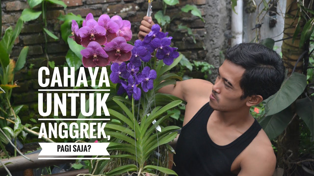 Supaya Anggrek Rajin Berbunga, Cahaya Tepat, Tips bagi pemula