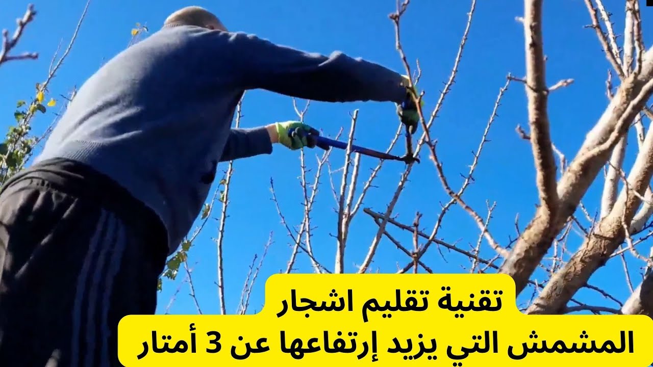 تقنية تقليم اشجار المشمش التي يزيد إرتفاعها عن 3 أمتار / التعرف على أسباب تقليم الأشجار .