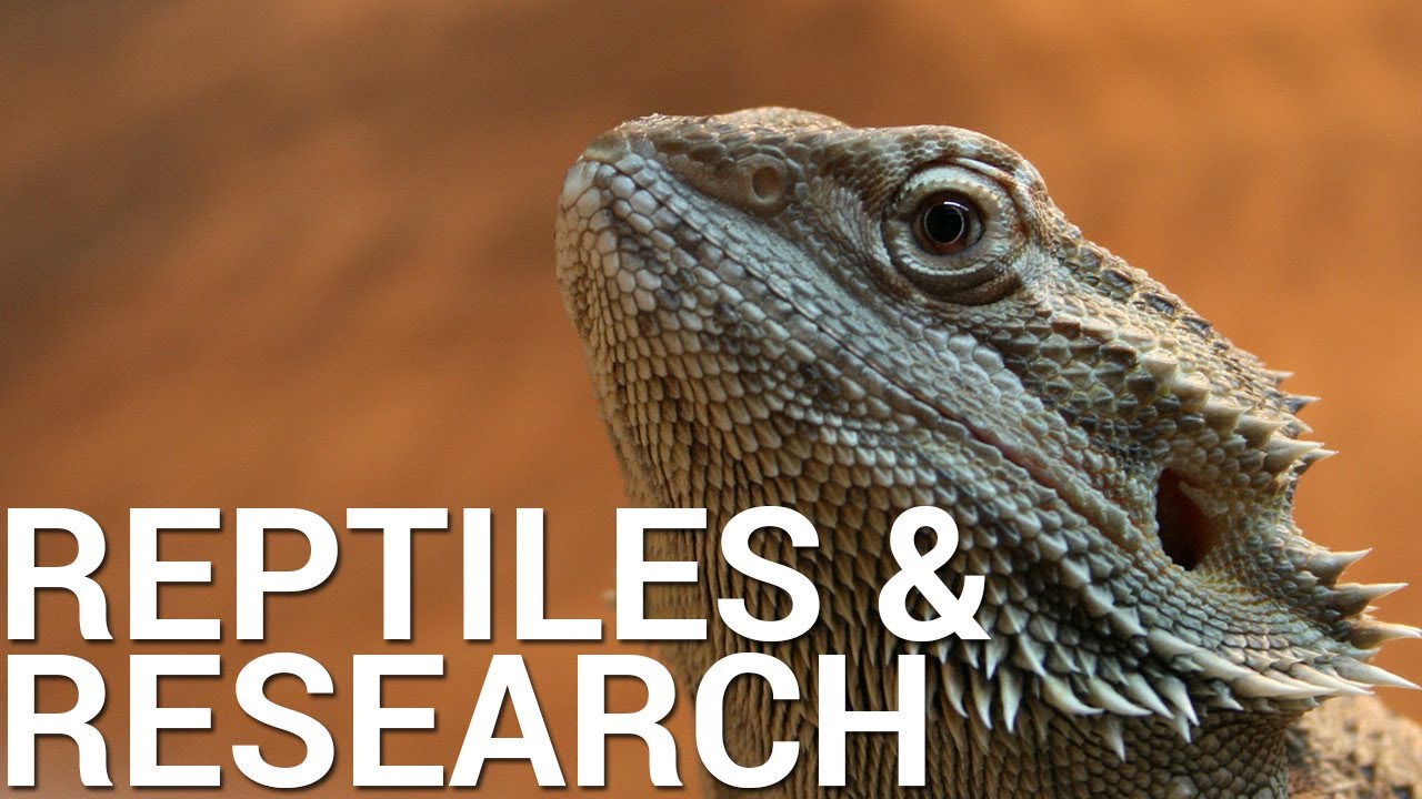 Evidence Based Reptile Care: Research and Reptiles Channel Trailer