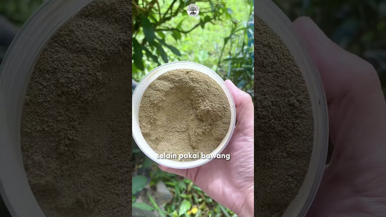 Cara Basmi Hama Kutu Putih PALING MURAH