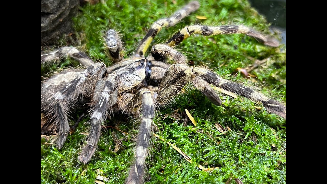 Poecilotheria fasciata, Sri Lanka Ornamental rehouse and care