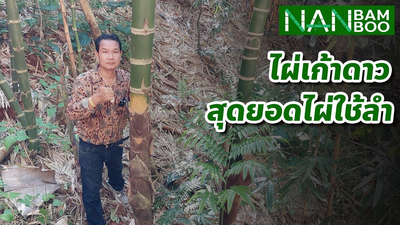 ไผ่เก้าดาว สุดยอดไผ่ใช้ลำ