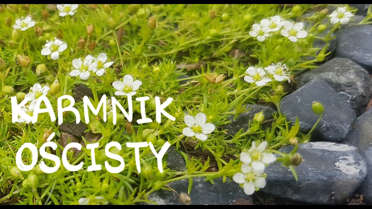 Karmnik ościsty zwany szydlastym - odporny na wydeptywanie # Nasz Ogródek